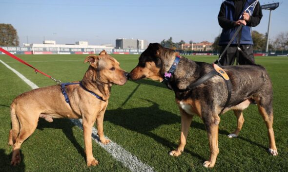 Romeo e Jago, prime adozioni di “Un gol per loro”, progetto del Bologna a supporto dei canili