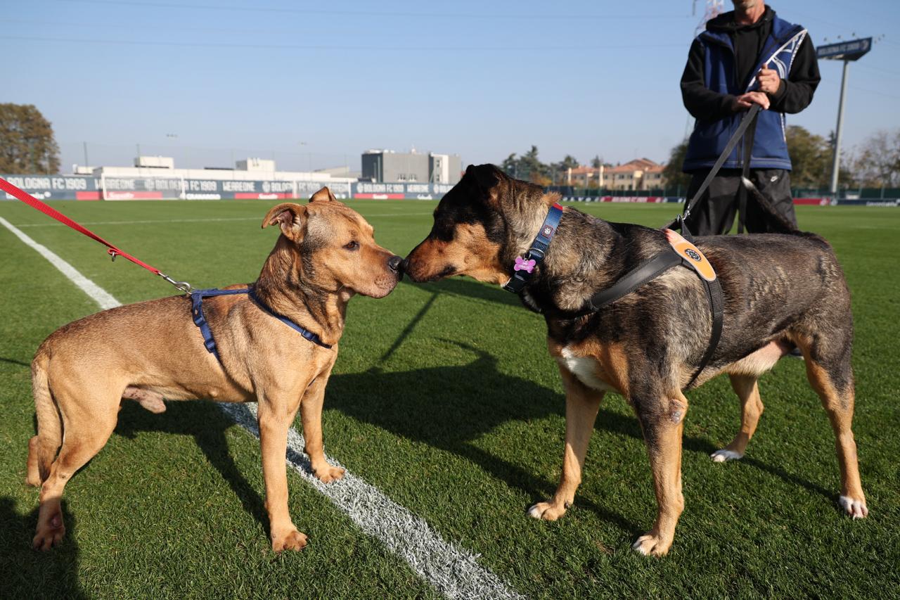 Romeo e Jago, prime adozioni di “Un gol per loro”, progetto del Bologna a supporto dei canili