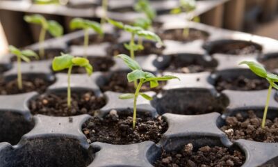 Giardinaggio (© Pixabay)